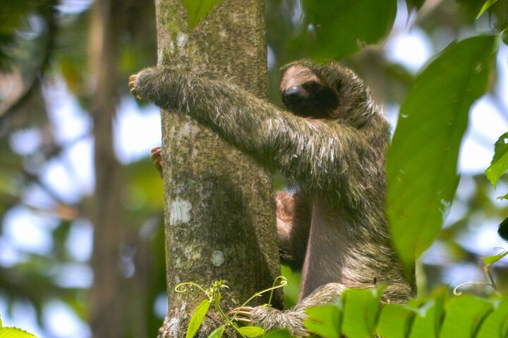 Slothies and Birds Sightseeing  - Photo 1 of 11